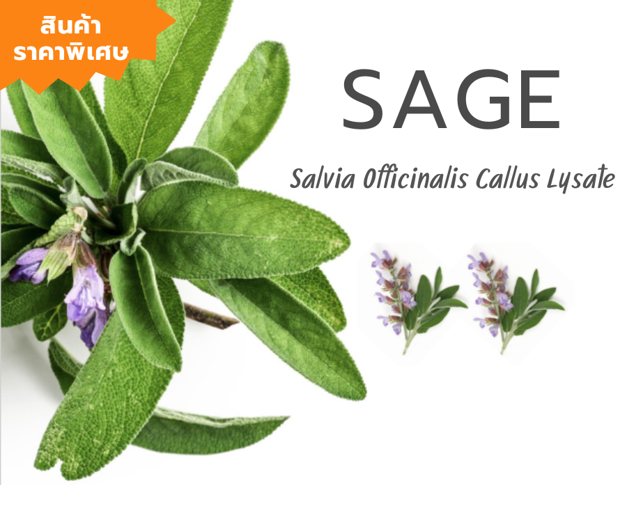 สารสกัดเสจ (Sage) ยับยั้งการเจริญเติบโตเชื้อรา แบคทีเรีย ต้านการอักเสบ กำจัดกลิ่น และขจัดรังแค