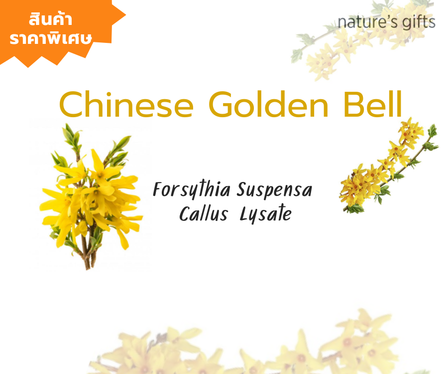 สารสกัดดอกระฆังทอง Chinese golden bell ปรับสมดุลความมัน ลดการเกิดสิวและการอักเสบ ผิวนุ่มชุ่มชื้นแลดูกระจ่างใส